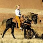 the-rocky-mountain-horse