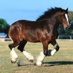 Percheron Horse