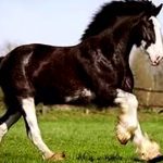 Shire Horse