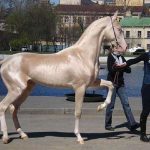 Akhal-Teke Horse