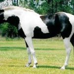 Pinto horse
