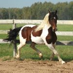 Pinto horse