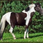 Pinto horse