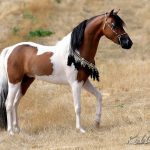 Pinto horse