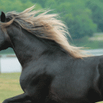 the-rocky-mountain-horse