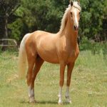 Arabic pure blood Horse