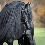 Friesian Horse