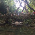 Living Root Bridges, India