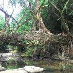 Living Root Bridges, India