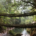 Living Root Bridges, India