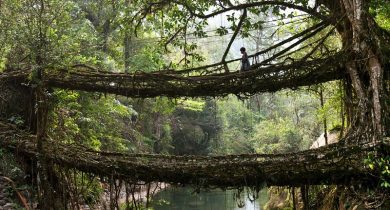 Living Root Bridges, India