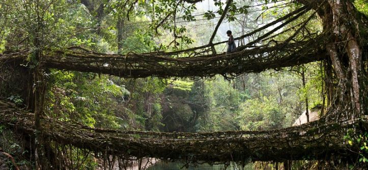 Living Root Bridges, India