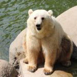 Grolar Bear ( Grizzly Bear + Polar Bear )