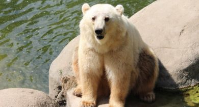 Grolar Bear ( Grizzly Bear + Polar Bear )