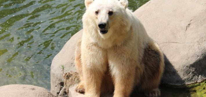 Grolar Bear ( Grizzly Bear + Polar Bear )