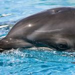 Wholphin