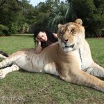 Hercules-Liger-Guiness-World-Record-Biggest-Cat-with-female-keeper