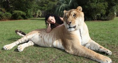 Hercules-Liger-Guiness-World-Record-Biggest-Cat-with-female-keeper