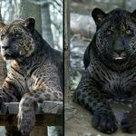 Jaglions ( Jaguars + Lions )