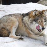 Wolfdog (Wolf + Dog)