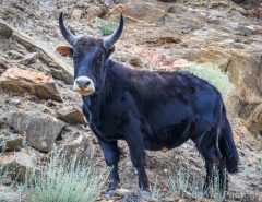 Dzo ( Yak + Domestic Cattle )