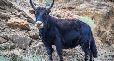 Dzo ( Yak + Domestic Cattle )
