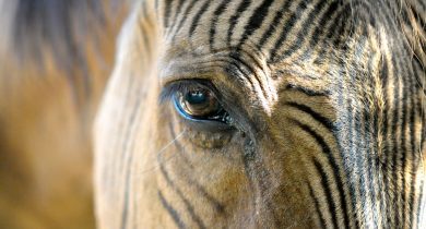 Zebroid (Zebra + Any other Equine)