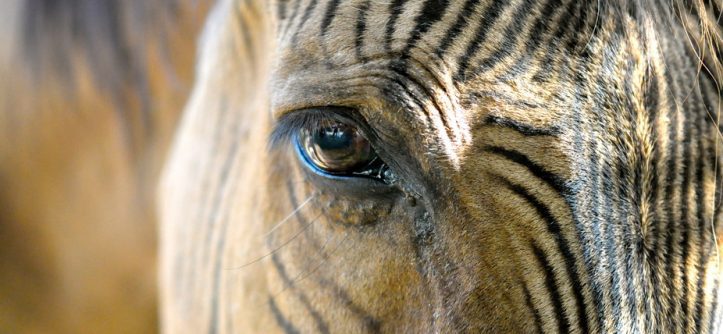 Zebroid (Zebra + Any other Equine)