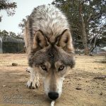 Wolfdog (Wolf + Dog)