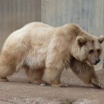 Grolar Bear ( Grizzly Bear + Polar Bear )