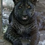 Jaglions ( Jaguars + Lions )