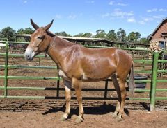 Mule ( Male Donkey + Female Horse )