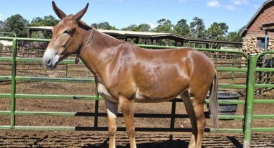 Mule ( Male Donkey + Female Horse )
