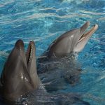 Wholphin_Oahu_Hawaii