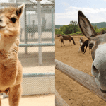 Cama ( Male Camel + Female Llama )