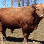 Beefalo ( Domestic Cattle + American Bison )