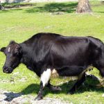 Dzo ( Yak + Domestic Cattle )