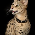 Savannah ( Serval + Domestic Cat )