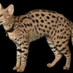 Savannah ( Serval + Domestic Cat )