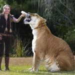 Hercules-Liger-Guiness-World-Record-Biggest-Cat-with-female-keeper