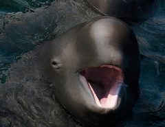 Narlugas ( Narwhals + Belugas )