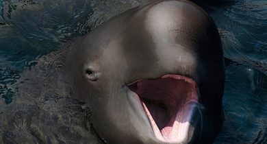 Narlugas ( Narwhals + Belugas )