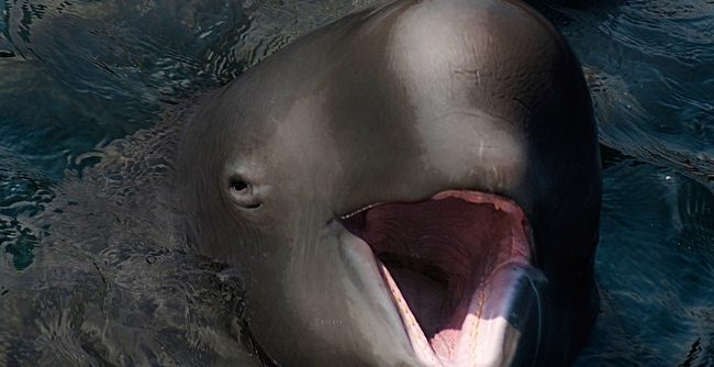 Narlugas ( Narwhals + Belugas )