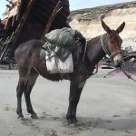 Mule ( Male Donkey + Female Horse )