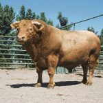 Beefalo ( Domestic Cattle + American Bison )