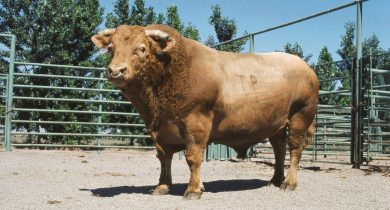 Beefalo ( Domestic Cattle + American Bison )