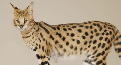 Savannah ( Serval + Domestic Cat )