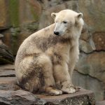 Grolar Bear ( Grizzly Bear + Polar Bear )