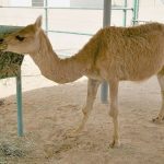 Cama ( Male Camel + Female Llama )