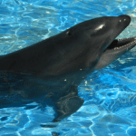 Wholphin_Oahu_Hawaii